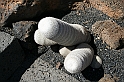 Kanary_2010 243